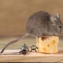 Photo of Allstate Pest Control