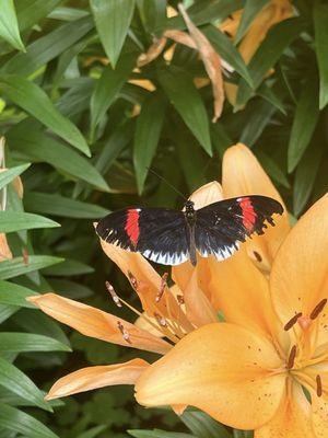 The Original Mackinac Island Butterfly House & Insect World by null