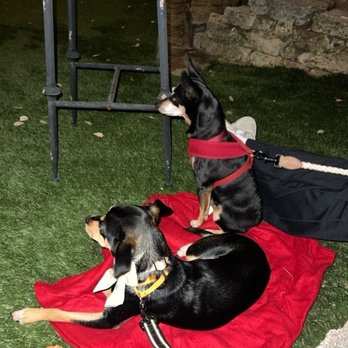 Precious Pet Care - Pet Sitting Near Me - San Diego, California