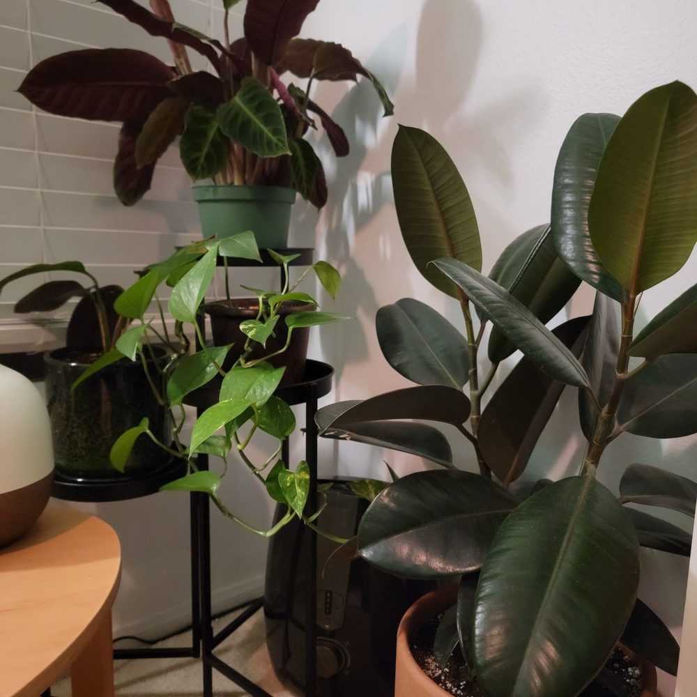 KimThai Garden - My calatheas and rubber plant from Kim Thai - Nurseries & Gardening Near Me - Los Angeles, California KimThai Garden - My calatheas and rubber plant from Kim Thai - Nurseries & Gardening Near Me - Los Angeles, California