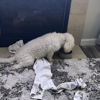 UC Davis Veterinary Teaching Hospital - He couldn't move his legs anymore. - Veterinarians Near Me - Davis, California