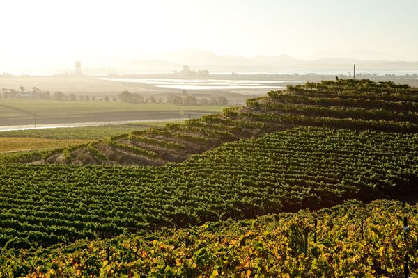 Bouchaine Vineyards by null