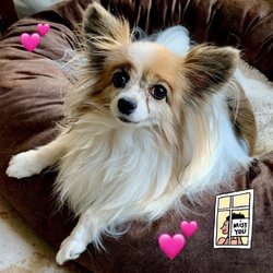 Alvin-Friendswood Veterinary Clinic - My happy 21 year old girl under care of Dr. Pickle.