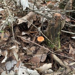 Pine Island Hiking Trail - Wild foliage