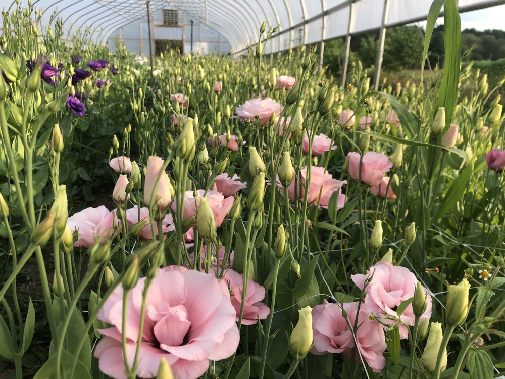 ART FARM FLOWERS Updated September 2024 139 Snyder Rd, Cooperstown