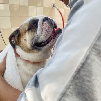 Pet Food Express - Lulu English Bulldog is a fan! - Pet Stores Near Me - Pasadena, California