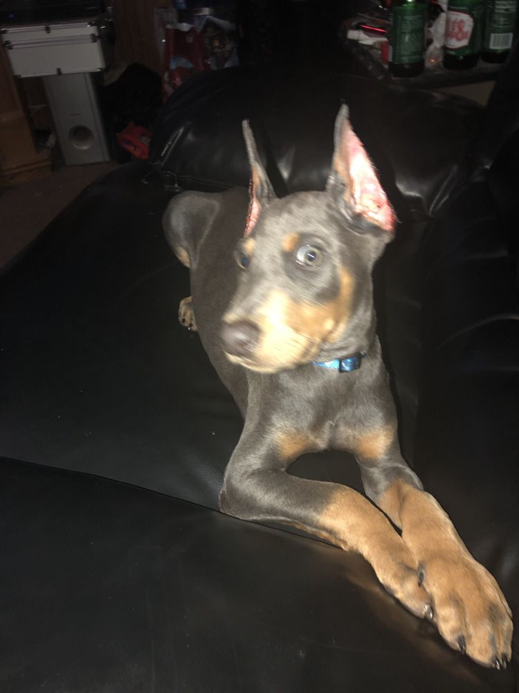 WEST LIBERTY VETERINARY CLINIC Updated October 2024 West Liberty, Kentucky Veterinarians