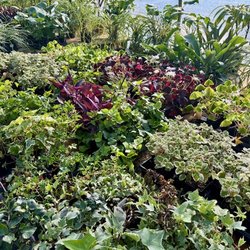 An Eastridge Garden