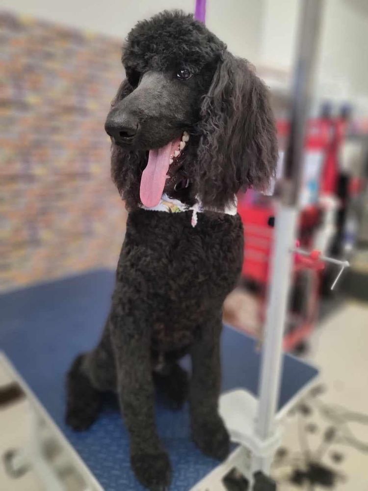 LESLIE’S MUDDY PAWS DOG SPA Updated September 2024 3400 Maplewood