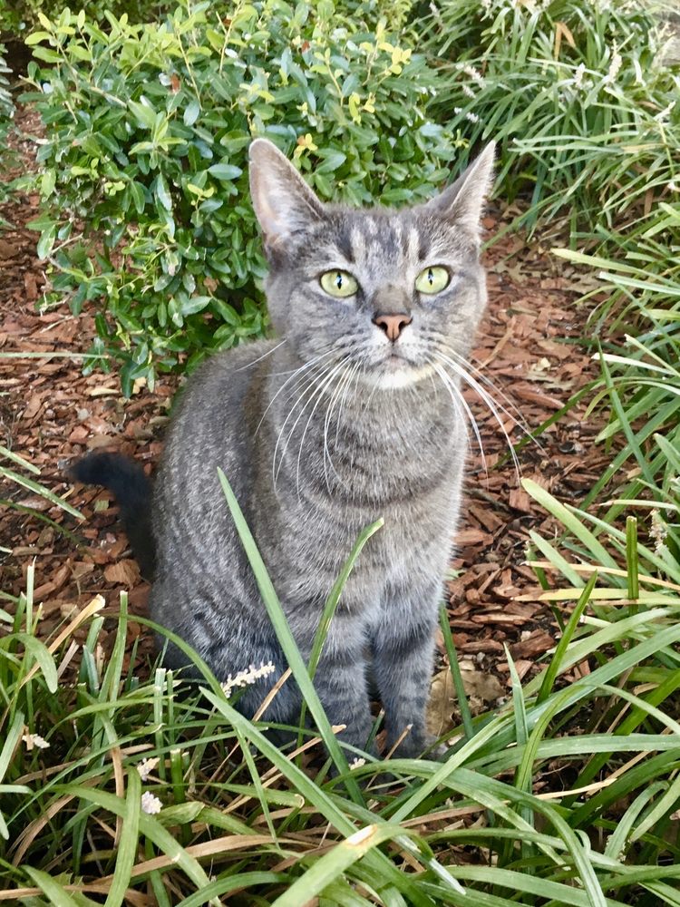 KINGSBRIDGE ANIMAL CLINIC 12 Photos & 37 Reviews 725 Belt Line Rd