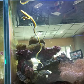 Thai Thai House - The mysterious yellow head popping out from behind a rock was actually an eel! - Thai Near Me - West Melbourne, Florida Thai Thai House - The mysterious yellow head popping out from behind a rock was actually an eel! - Thai Near Me - West Melbourne, Florida