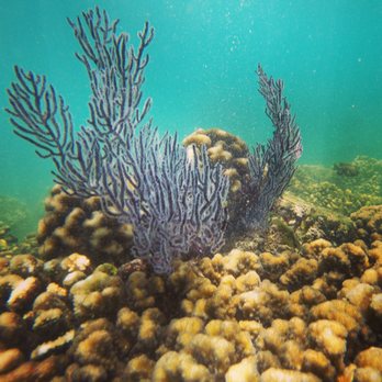 La Paz VIP Tours - Snorkeling Near Me - La Paz, BCS La Paz VIP Tours - Snorkeling Near Me - La Paz, BCS