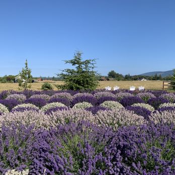 Rain Shadow Lavender Farm - Nine varieties of English lavender create our stunning lavender circle - Attraction Farms Near Me - Sequim, Washington Rain Shadow Lavender Farm - Nine varieties of English lavender create our stunning lavender circle - Attraction Farms Near Me - Sequim, Washington