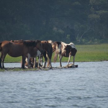 Up the Bay Pony Tours - Chincoteague ponies - Boat Tours Near Me - Chincoteague, Virginia Up the Bay Pony Tours - Chincoteague ponies - Boat Tours Near Me - Chincoteague, Virginia