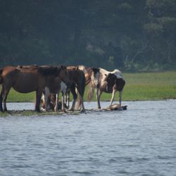 Up the Bay Pony Tours - Chincoteague ponies