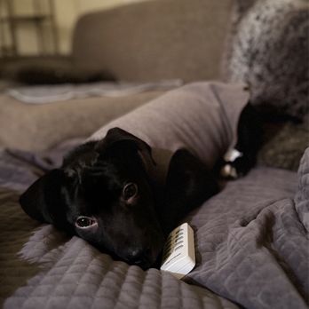 Seattle Humane - Luca loves cuddles - Animal Shelters Near Me - Bellevue, Washington Seattle Humane - Luca loves cuddles - Animal Shelters Near Me - Bellevue, Washington