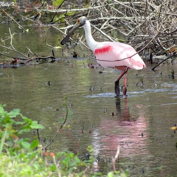 Audubon's Corkscrew Swamp Sanctuary - A Roseate Spoonbill outside the Sanctuary grounds. - Hiking Near Me - Naples, Florida Audubon's Corkscrew Swamp Sanctuary - A Roseate Spoonbill outside the Sanctuary grounds. - Hiking Near Me - Naples, Florida