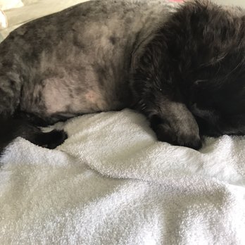BluePearl Pet Hospital - Veterinarians Near Me - Forest Hills, New York