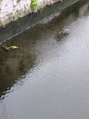 River Liffey by null