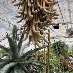 Gaiser Conservatory