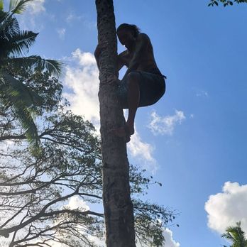 Toa Luau - Coconut tree climbing - Cultural Center Near Me - Haleiwa, Hawaii Toa Luau - Coconut tree climbing - Cultural Center Near Me - Haleiwa, Hawaii