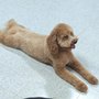 Photo of Lil' Piddlers Pet Grooming