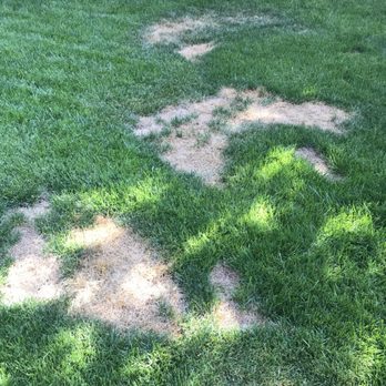 Meza Landscaping - Landscaping Near Me