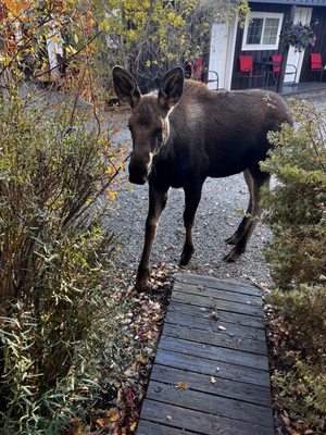 Log Cabin Motel by null