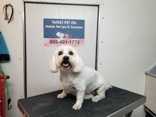 tashas pet daycare and spa