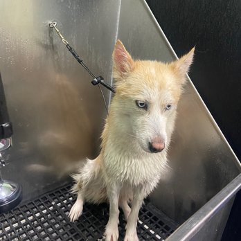 Green Dog Wash - Self-wash station - Pet Groomers Near Me - Tampa, Florida