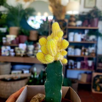 Dig Gardens - $15 grafted cactus so adorable! - Nurseries & Gardening Near Me - Santa Cruz, California Dig Gardens - $15 grafted cactus so adorable! - Nurseries & Gardening Near Me - Santa Cruz, California