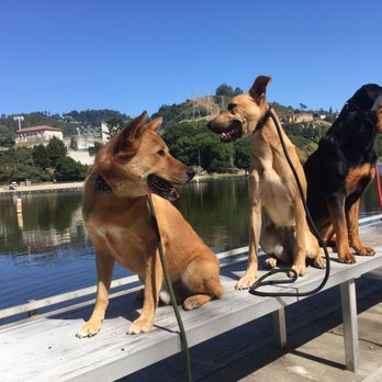 Pack Runner - Jako, Pousa, and Rosie - Dog Walkers Near Me