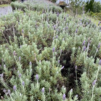 Ali'i Kula Lavender - 09.10.22 lavender - Tours Near Me - Kula, Hawaii Ali'i Kula Lavender - 09.10.22 lavender - Tours Near Me - Kula, Hawaii