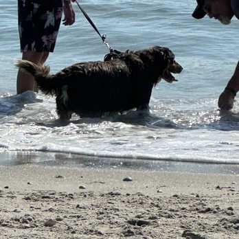 Canova Dog Beach - Dog Parks Near Me - Indialantic, Florida