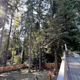 Tree removal Tree removal