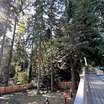 P.I.N.K. Chainsaw Tree Service - Tree removal - Tree Services Near Me