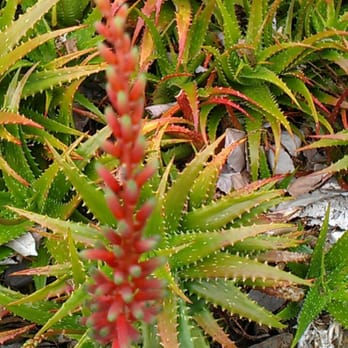 KCC Cactus Garden - Botanical Gardens Near Me - Honolulu, Hawaii