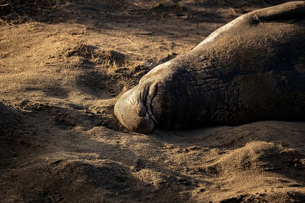 Año Nuevo State Park by null