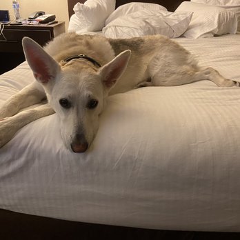 Best Western Westminster Inn - Loves a comfy bed - Hotels Near Me - Westminster, California Best Western Westminster Inn - Loves a comfy bed - Hotels Near Me - Westminster, California