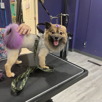 Walton’s Pet Parlor - Full service styling and dye - Pet Groomers Near Me - Detroit, Michigan Walton’s Pet Parlor - Full service styling and dye - Pet Groomers Near Me - Detroit, Michigan