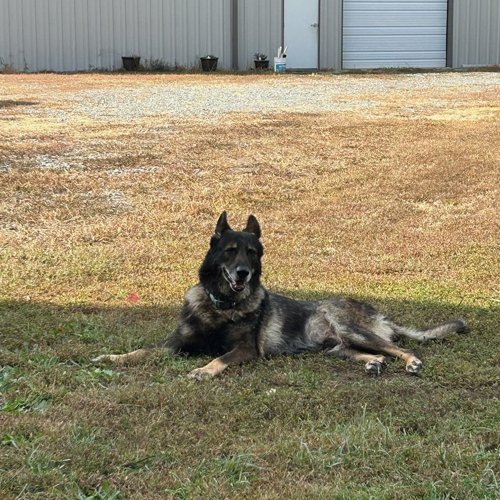 Vom Dreifke Shepherds - Pet Training Near Me - Dinwiddie, Virginia