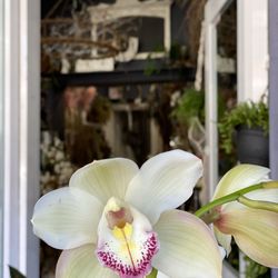 Ally Bell Flowers & Foliage