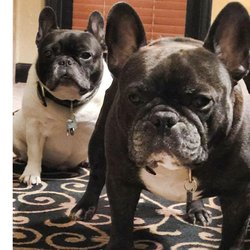 Freeman's Pet Service - Louie & Jeter