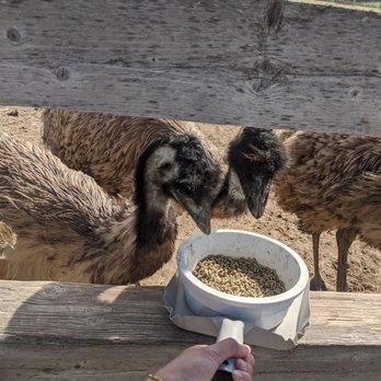 Ostrichland USA - Attraction Farms Near Me - Solvang, California Ostrichland USA - Attraction Farms Near Me - Solvang, California