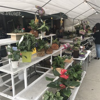 The Magic Rose - Florists Near Me - Los Angeles, California The Magic Rose - Florists Near Me - Los Angeles, California
