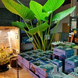 Adv. Organics Urban Farm and Garden Supply - Elephant Ears so big and so shiny you might think they are fake!!