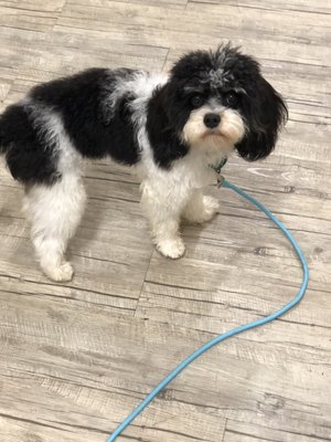 Dogma Grooming + Pet Needs by null
