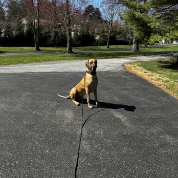 Training With Karen - Pet Training Near Me Training With Karen - Pet Training Near Me