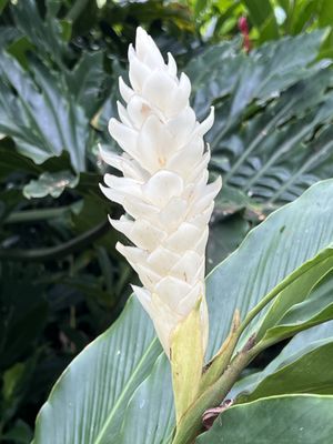 Waimea Valley by null