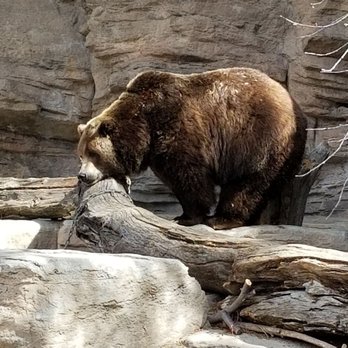 Denver Zoo - Zoos Near Me - Denver, Colorado Denver Zoo - Zoos Near Me - Denver, Colorado